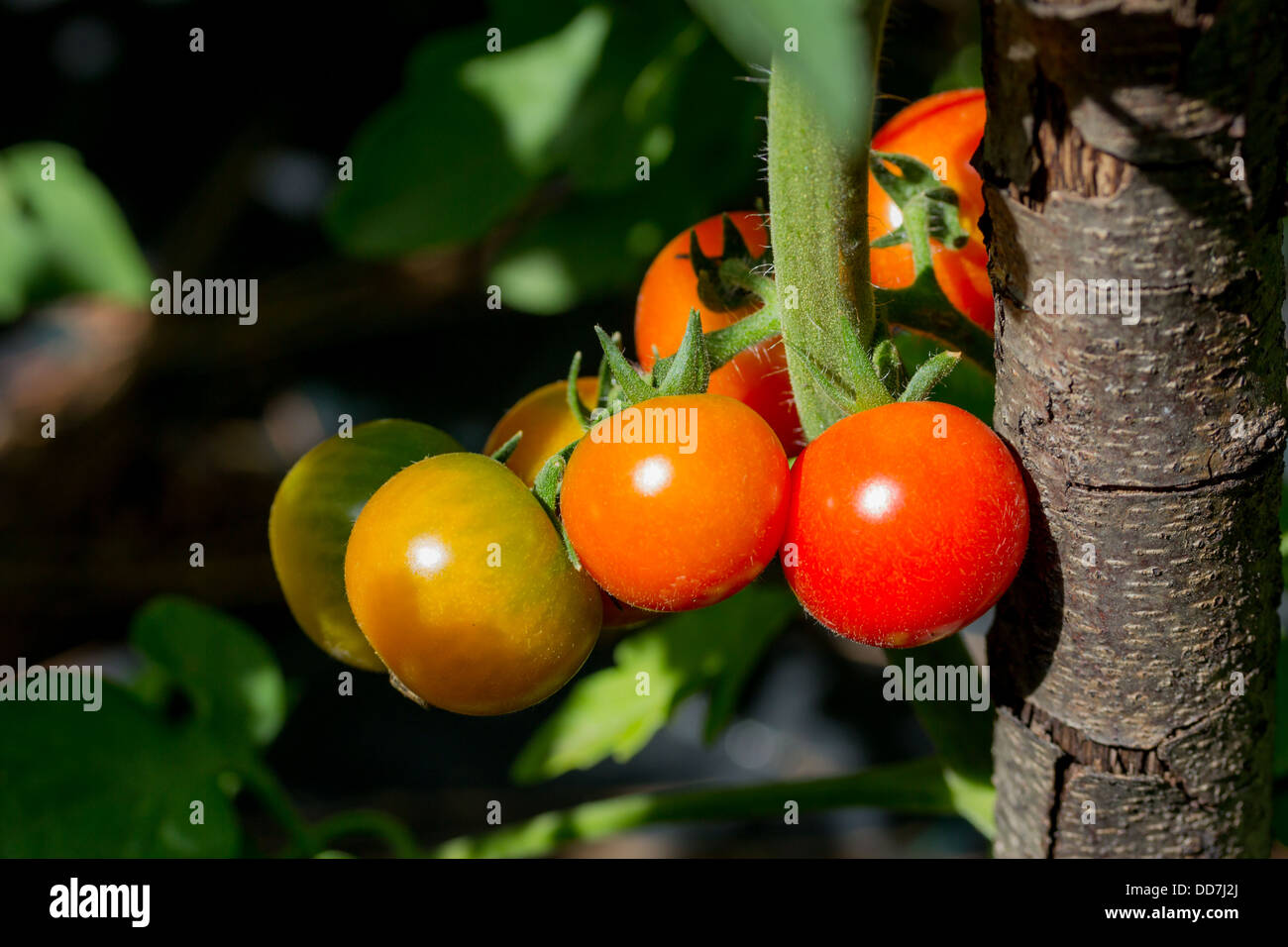 Les tomates Banque D'Images