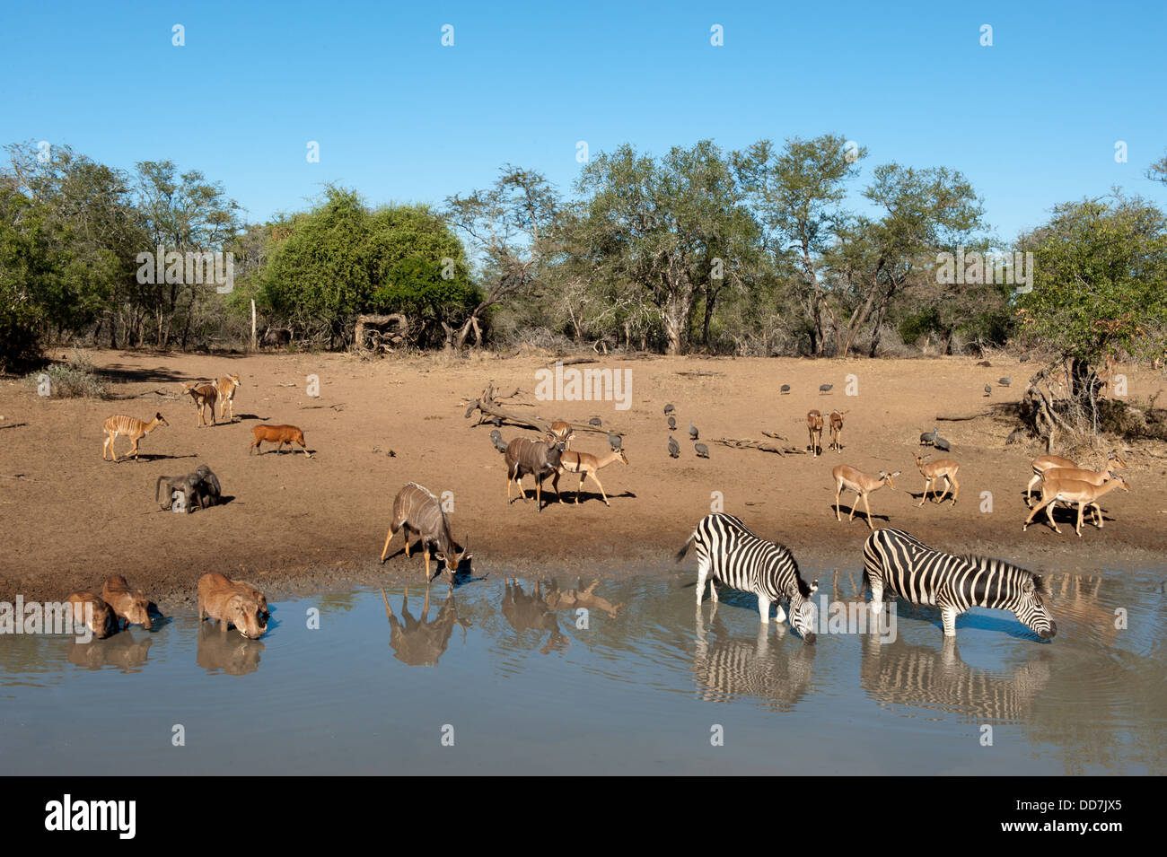 Les animaux provenant d'un verre dans un trou d'eau en saison sèche, Mkhuze Game Reserve, parc iSimangaliso Wetland Park, Afrique du Sud Banque D'Images