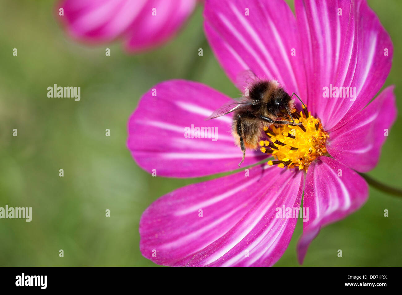 La collecte du pollen d'abeilles du rose fleur plante Banque D'Images