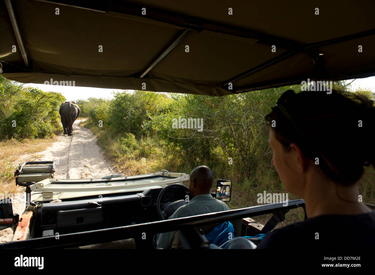 Les touristes à regarder un éléphant sur la route de sable, Tembe Elephant Park, Afrique du Sud Banque D'Images