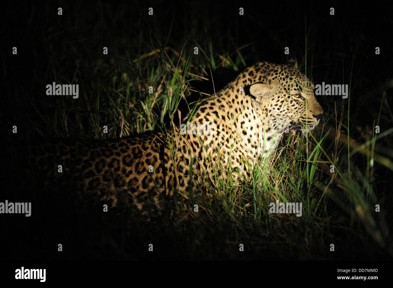 Leopard africaine la nuit, portrait Banque D'Images