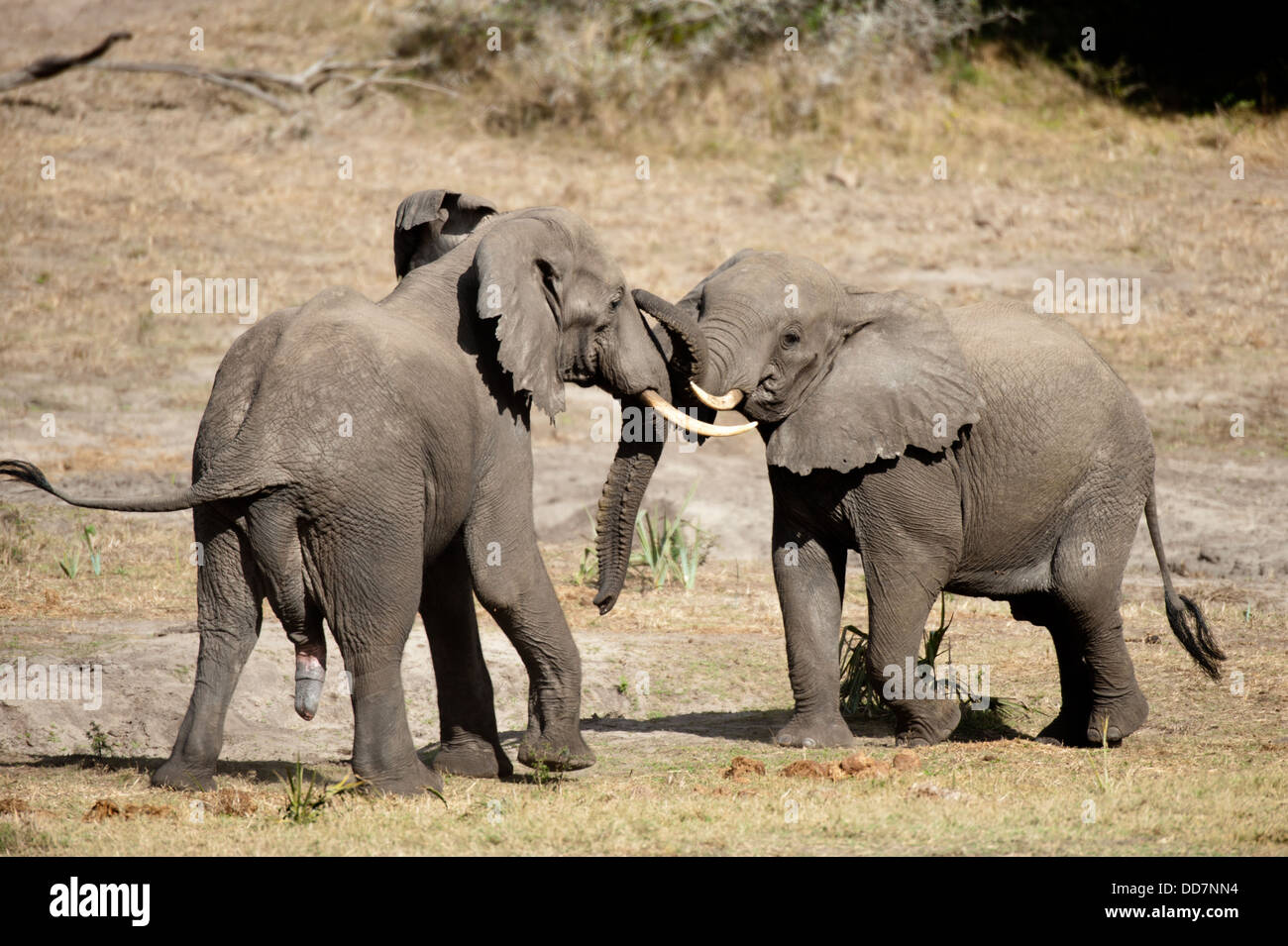 Les jeunes éléphants d'Afrique Loxodonta africana africana lecture (), Tembe Elephant Park, Afrique du Sud Banque D'Images