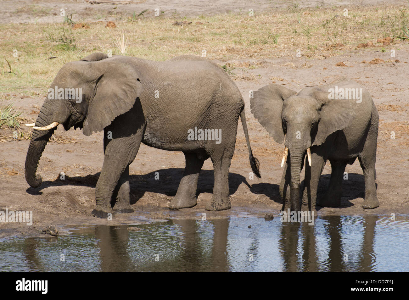 Les jeunes éléphants africains à un étang ( Loxodonta africana africana), Tembe Elephant Park, Afrique du Sud Banque D'Images