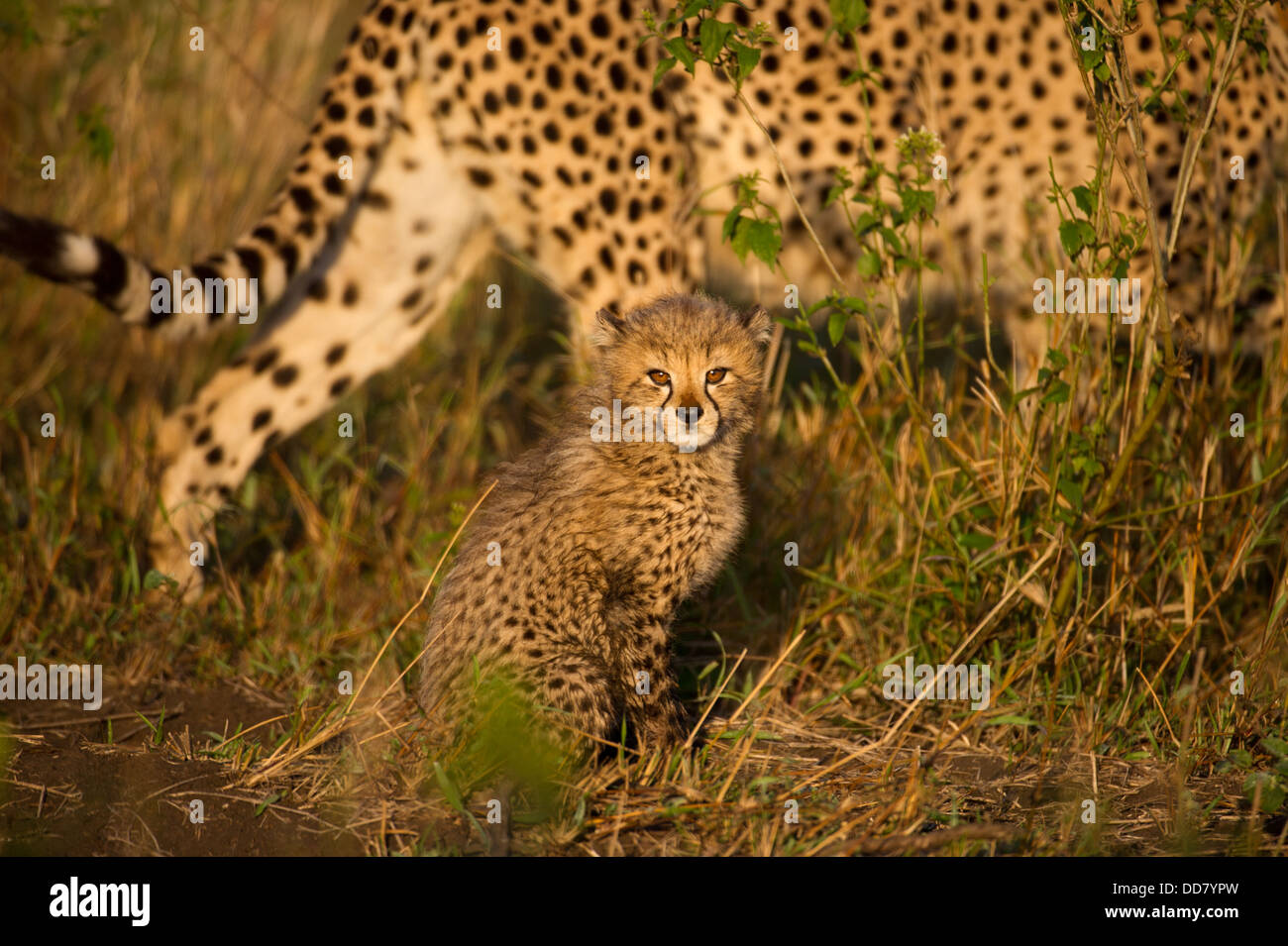 Cheetah cub avec la mère (Acinonyx jubatus), Zulu Nyala Game Reserve, Afrique du Sud Banque D'Images