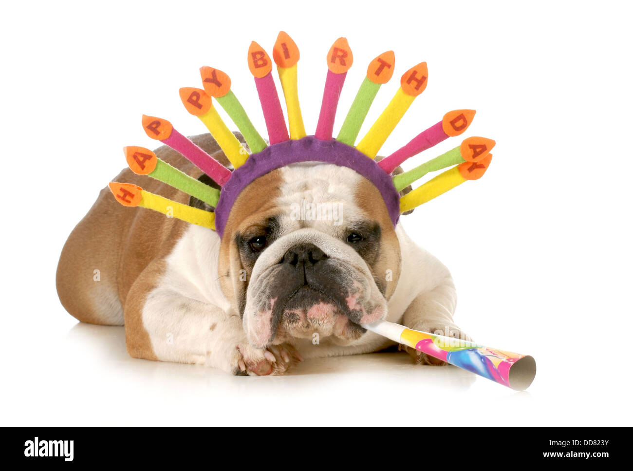 Anniversaire Chien Bulldog Anglais Wearing Birthday Hat Soufflant Sur Corne Isole Sur Fond Blanc Photo Stock Alamy