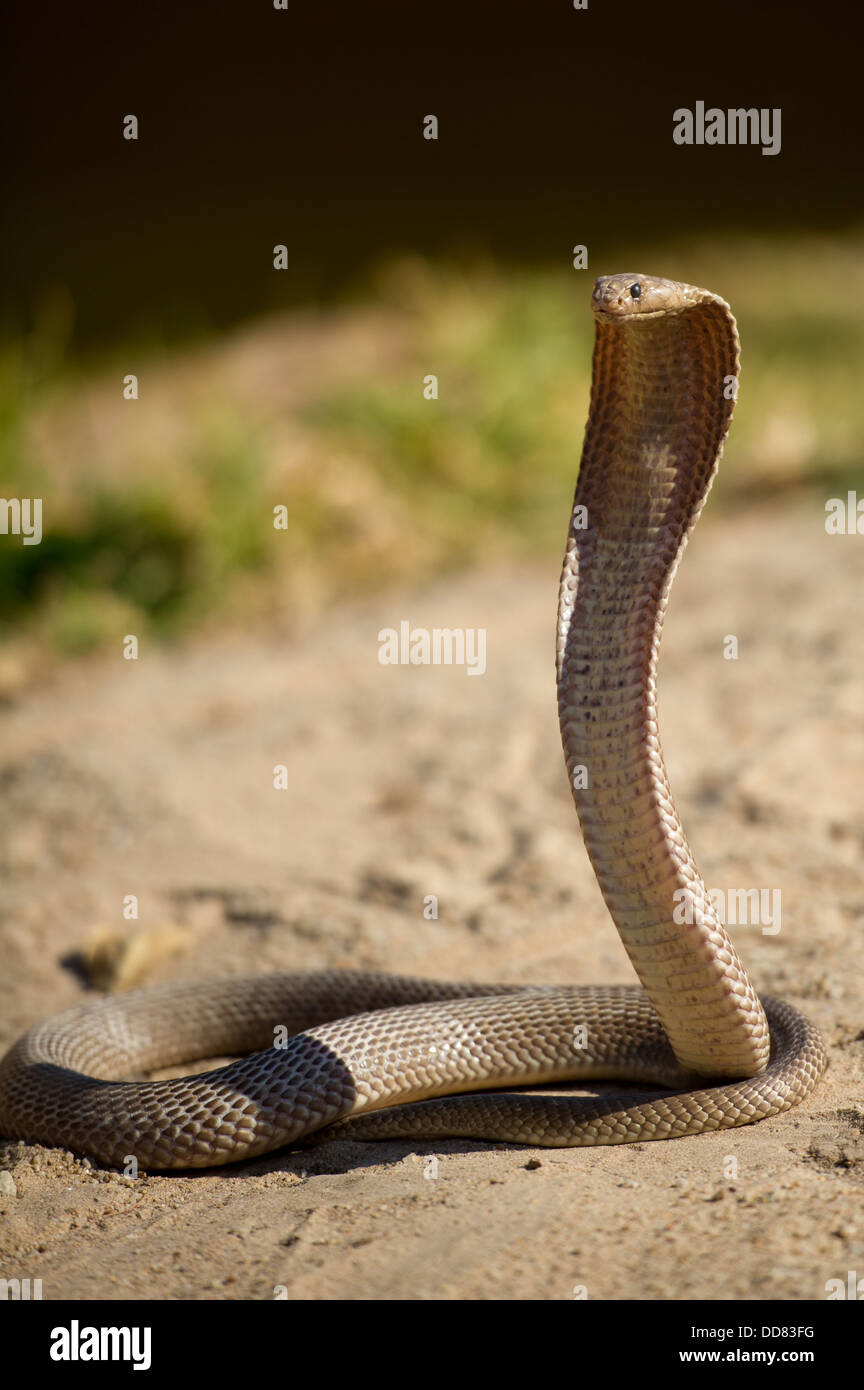 Cape cobra, Naja nivea, Afrique du Sud Banque D'Images