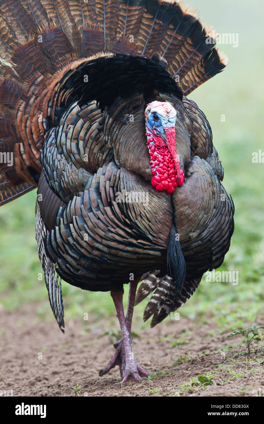 Le Dindon sauvage (Meleagris gallopavo) masculin se pavanant, Texas, USA. Banque D'Images