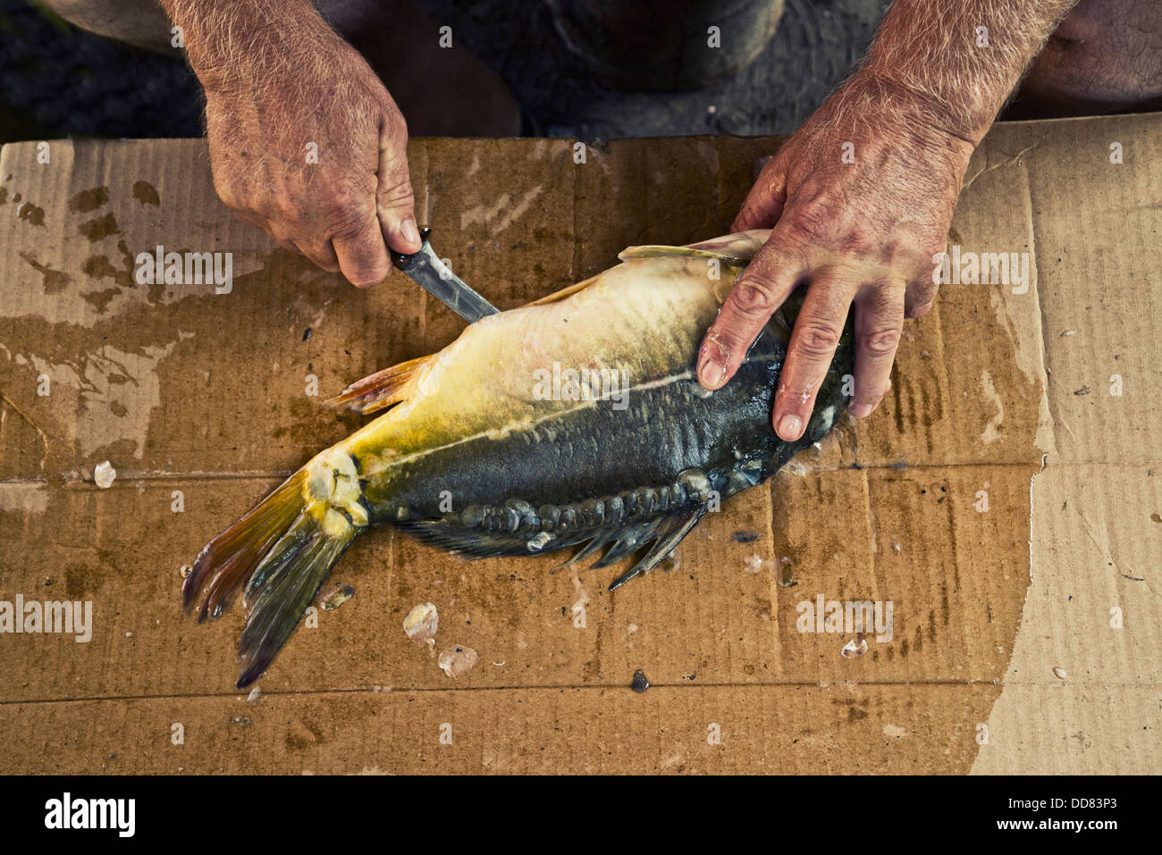 Carpe fraîche poisson préparer pour la cuisson. Banque D'Images