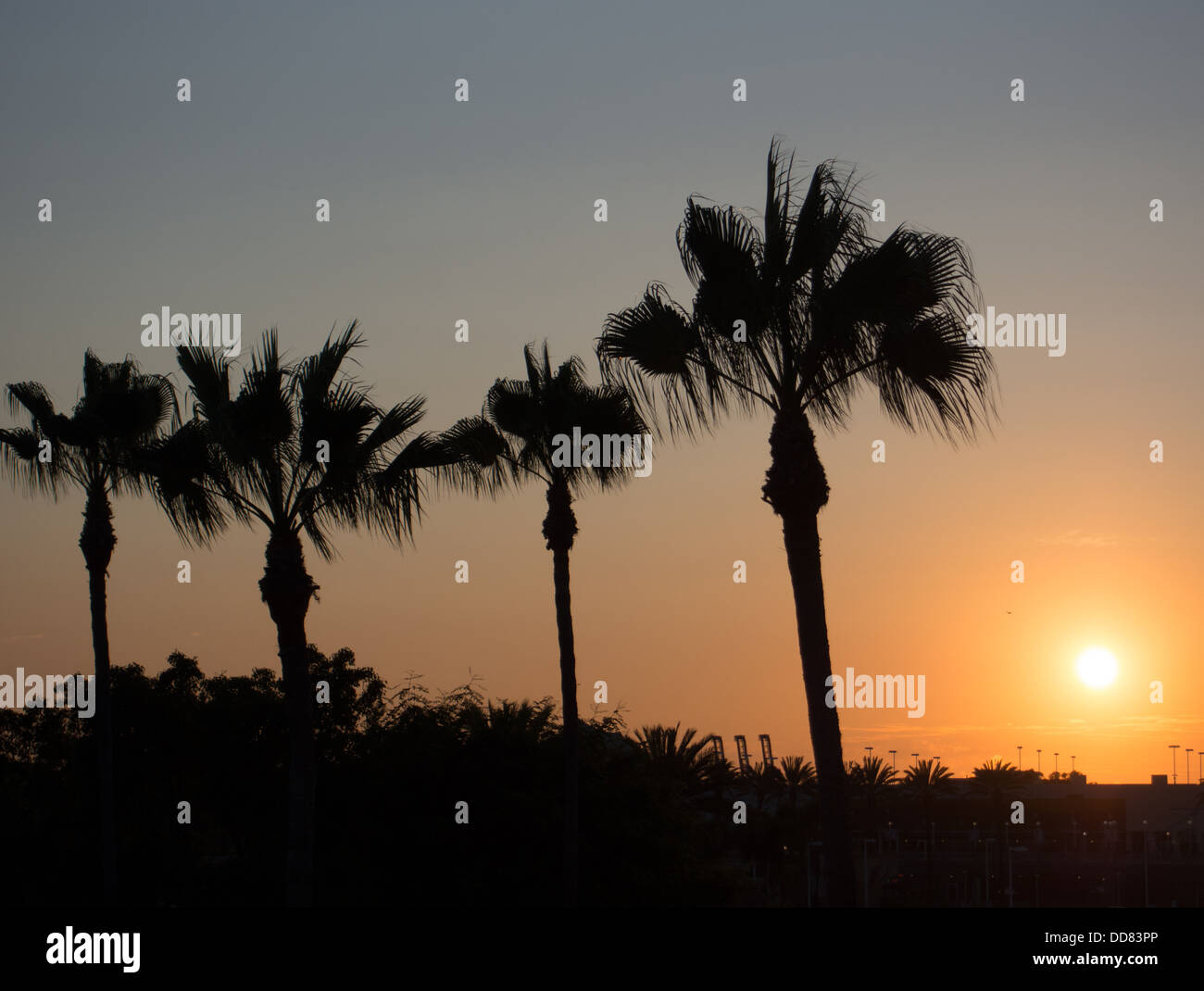 Palmiers et coucher de soleil en Californie Banque D'Images