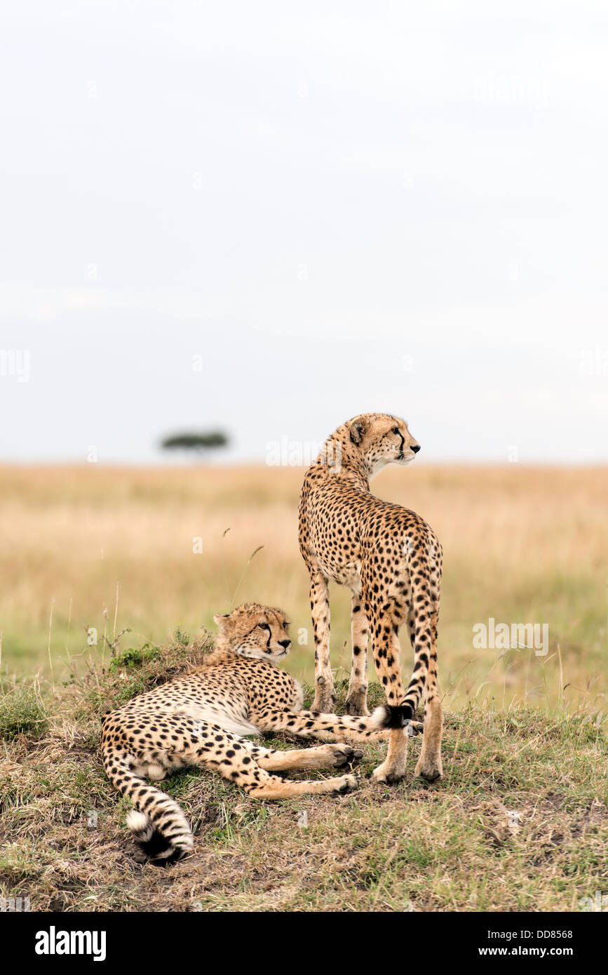 Des profils guépard avec cub Acinonyx jubatus sur la montre l'Afrique Kenya Masai Mara Banque D'Images