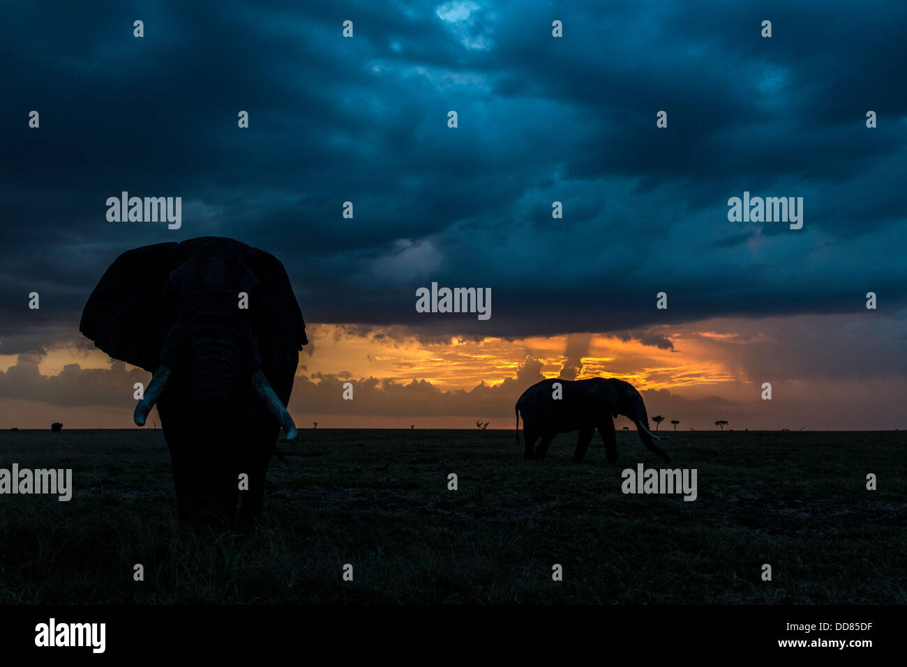 Au coucher du soleil les éléphants Bull Kicheche Afrique Masai Mara Banque D'Images
