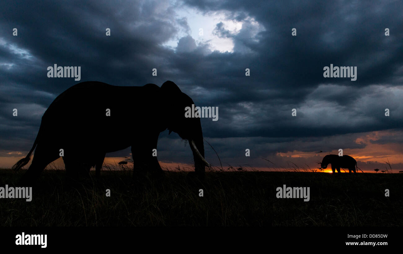 Au coucher du soleil les éléphants Bull Kicheche Afrique Masai Mara Banque D'Images