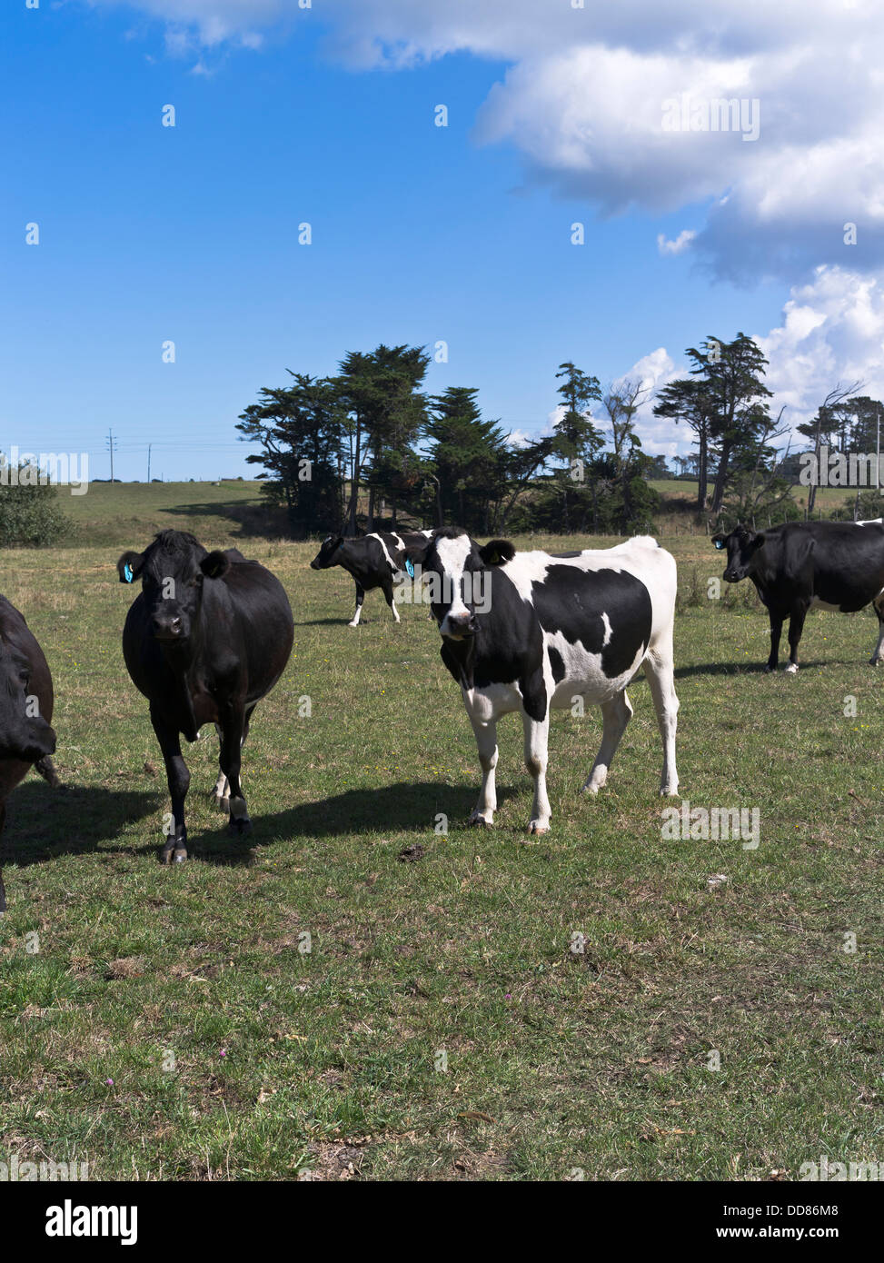 dh bovins laitiers TARANAKI NOUVELLE-ZÉLANDE vaches dans un champ de vache Banque D'Images