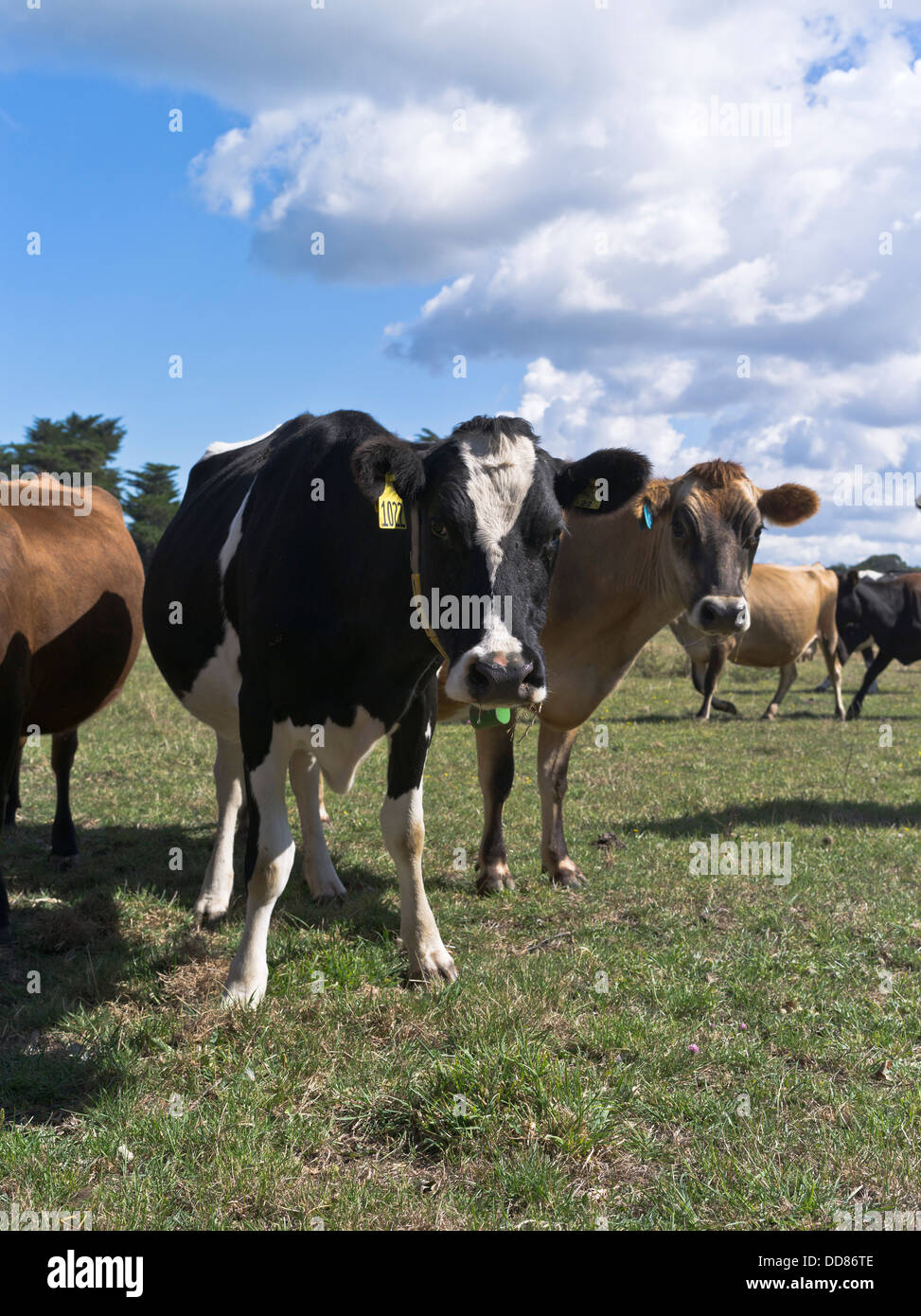 Dh TARANAKI NEW ZEALAND dairy cows close up visages Banque D'Images