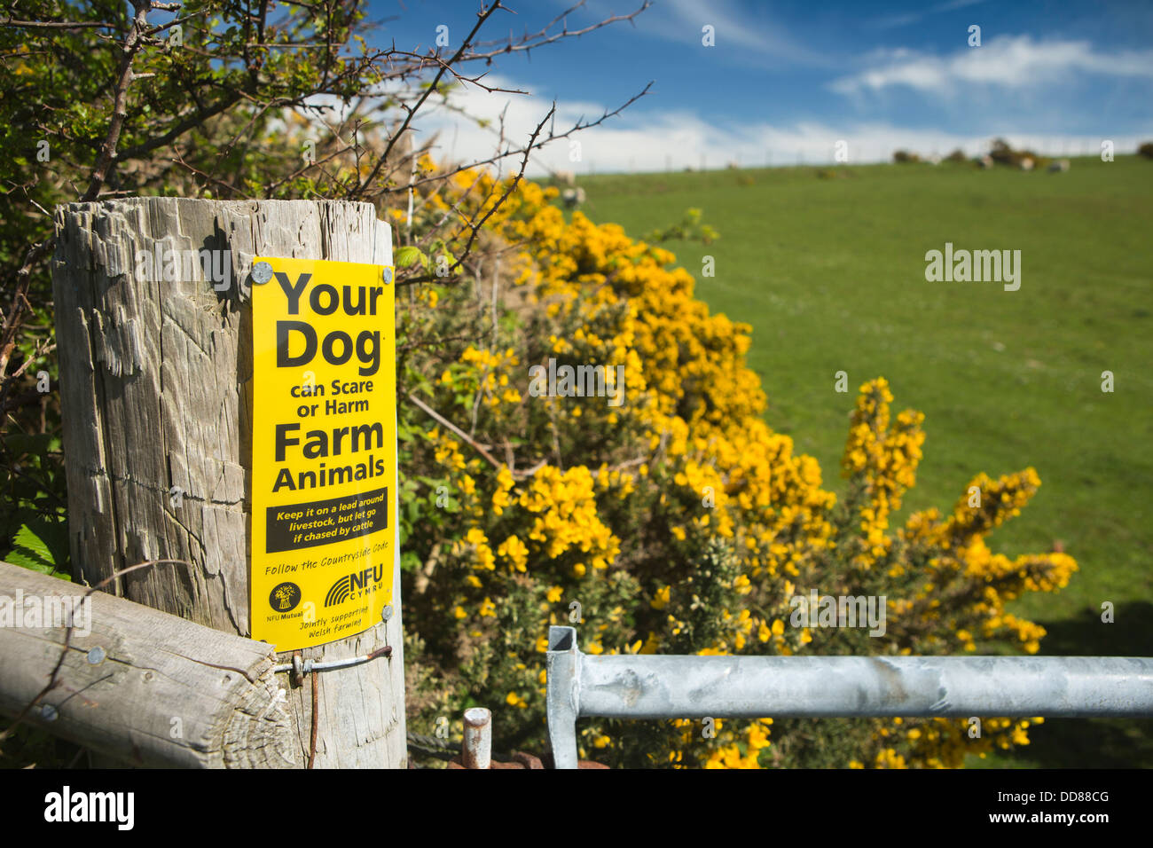 Royaume-uni, Pays de Galles, Aberystwyth, Ceredigion, garde chien NFU sur ferme Banque D'Images