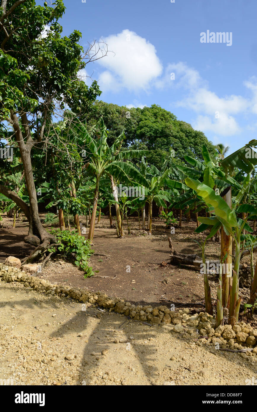 Les plantes et la végétation tropicale luxuriante trouvés sur l'île tropicale de la République Dominicaine Banque D'Images