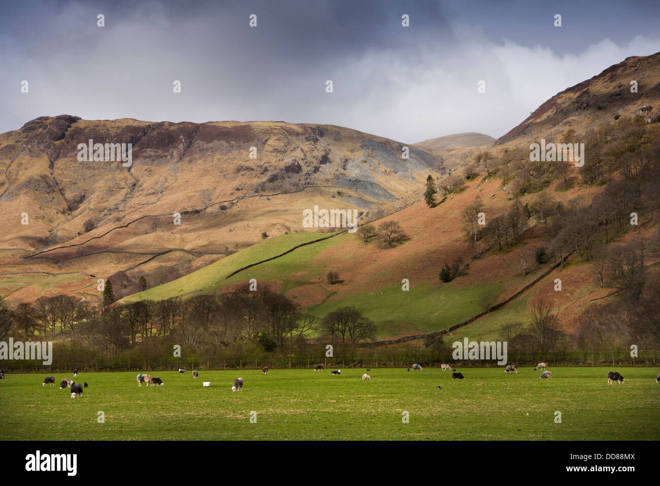 UK, Cumbria, Lake District, route à travers le pâturage des moutons, Borrowdale Haut Scawdel ci-dessous Banque D'Images