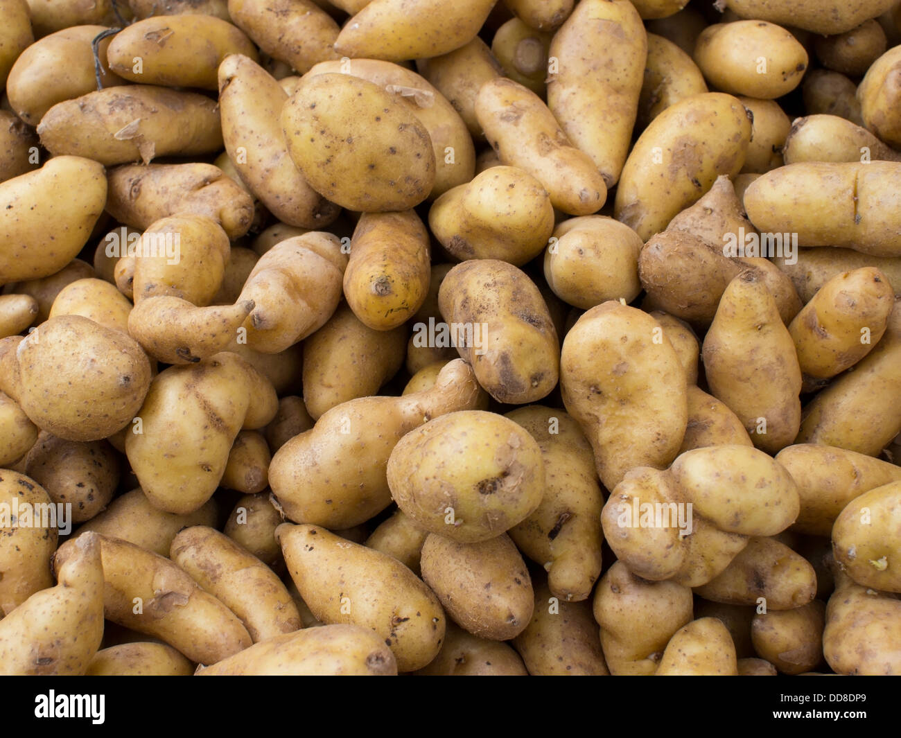 Les pommes de terre biologiques Banque D'Images