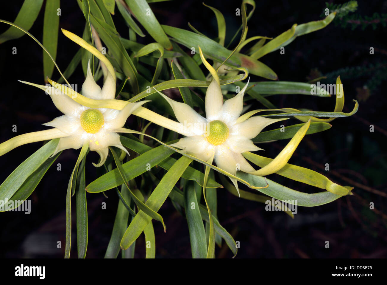 Gomme mâle-feuille Conebush flower- Leucadendron eucalyptifolium- un soleil  Conebush - famille des Protéacées Photo Stock - Alamy