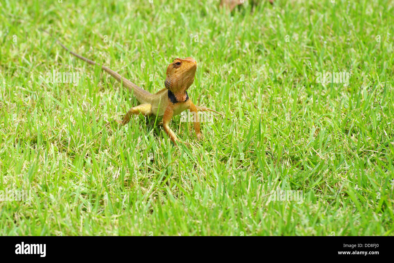 Lizard Banque D'Images