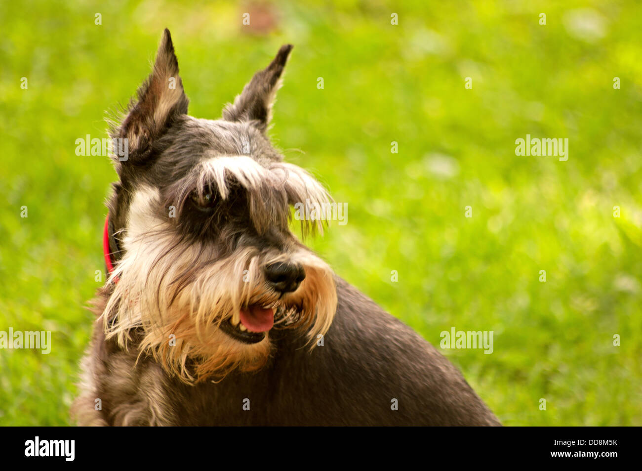 Portrait de chien schnauzer nain Banque D'Images