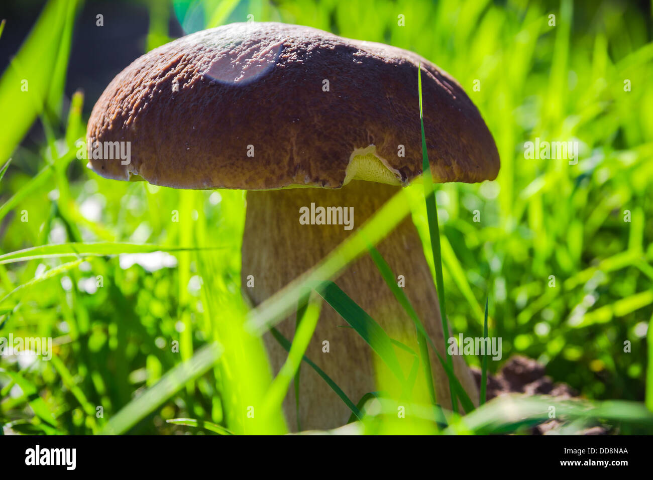 Champignons d'automne dans la forêt sur l'herbe au soleil Banque D'Images