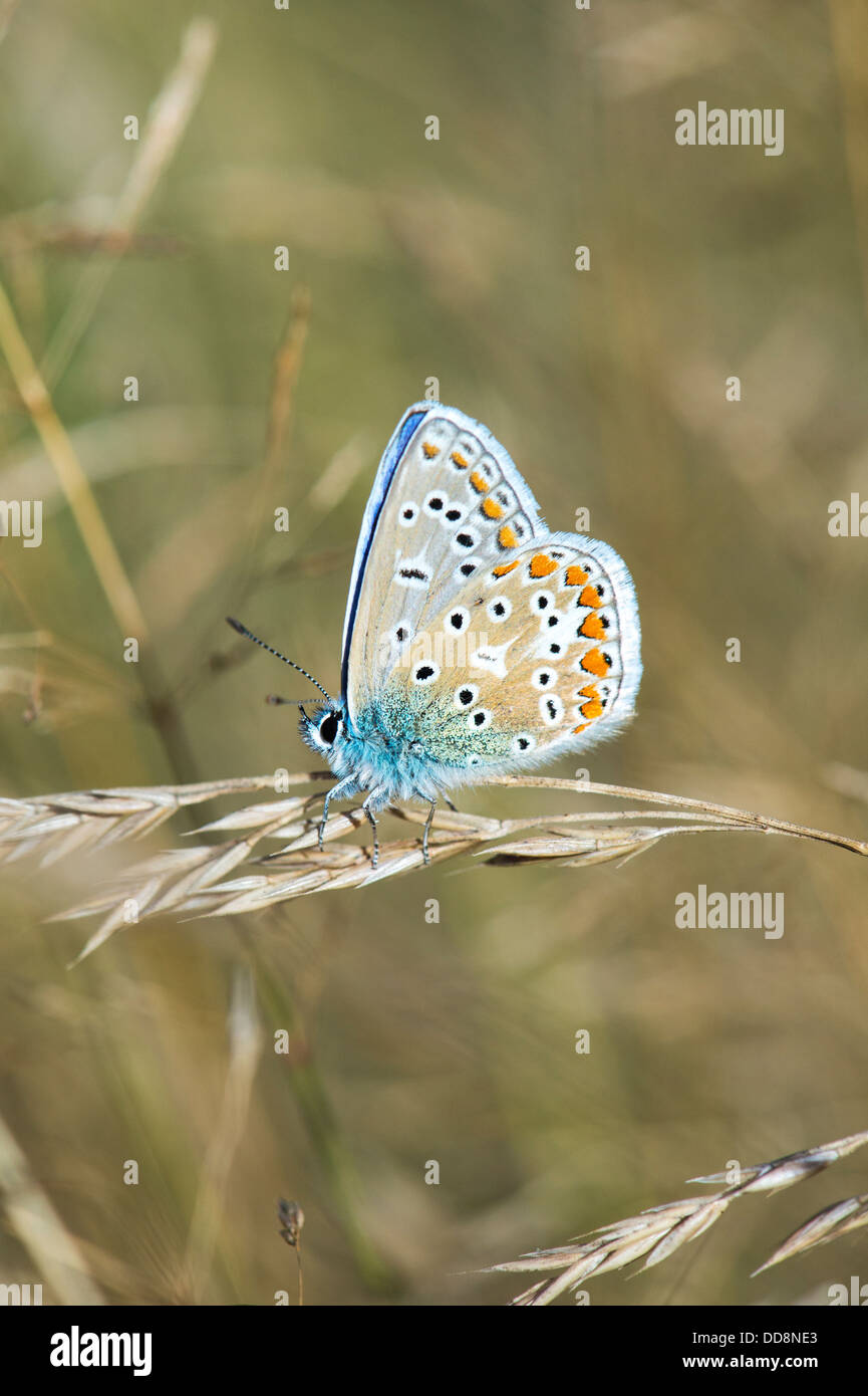 Papillon bleu commun Banque D'Images