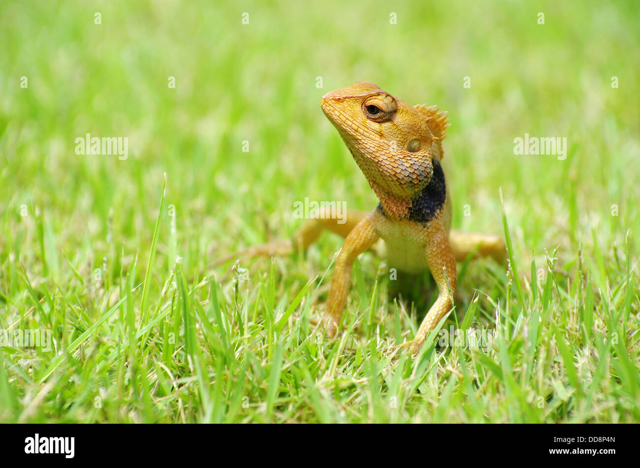 Lizard Banque D'Images