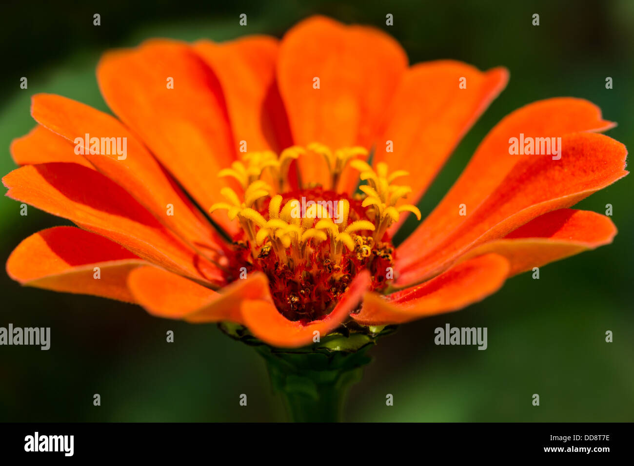 Tasse des dieux de l'Olympe. Vue rapprochée de l'orange vif zinnia fleur avec tige rougeoyante contre floue fond vert. Banque D'Images