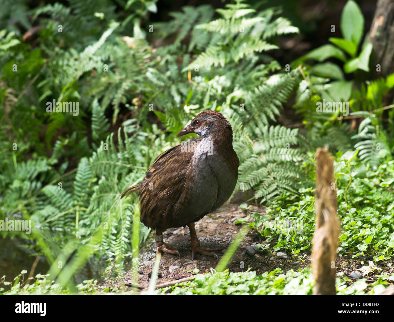 Dh bush Weka Weka Nouvelle-zélande Oiseaux de la faune sauvage indigènes de la poule du bush Banque D'Images