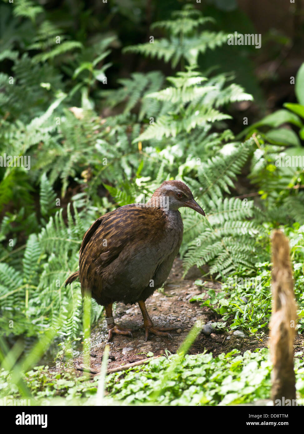 Dh bush Weka Weka Nouvelle-zélande oiseaux sauvages Les espèces sauvages indigènes de la poule du bush Banque D'Images