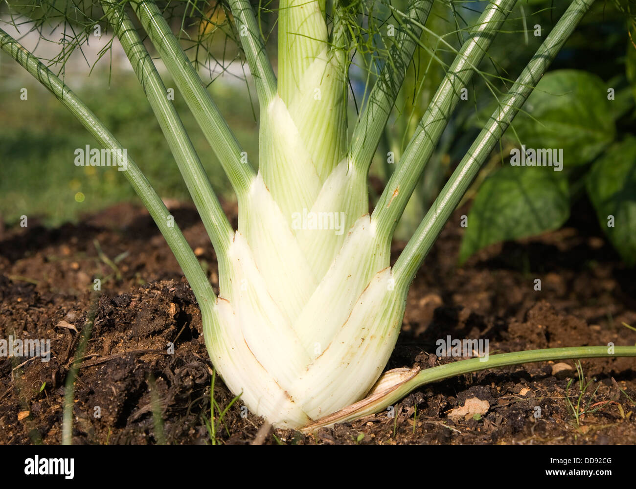 Coeur de FENOUIL Foeniculum vulgare de plus en vue du côté du sol Banque D'Images