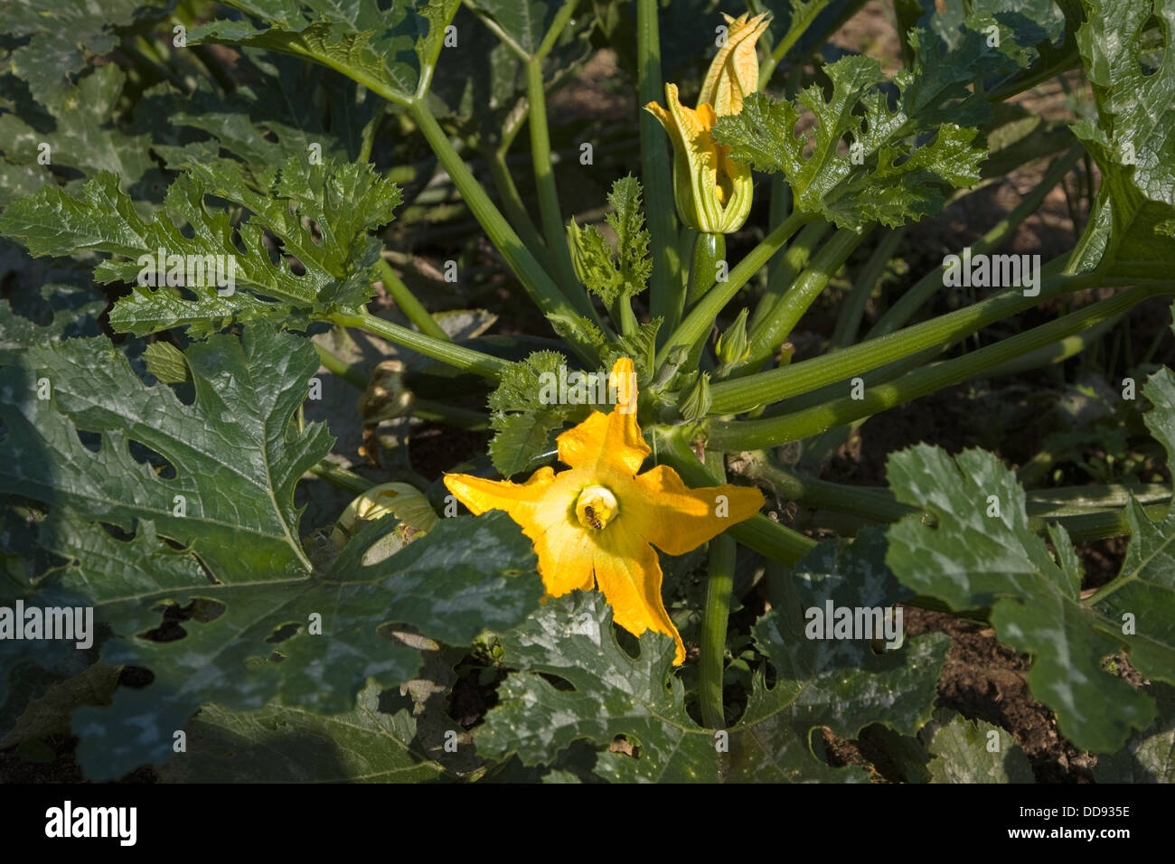 Fleur jaune courgettes COURGETTE Cucurbita pepo plante Banque D'Images