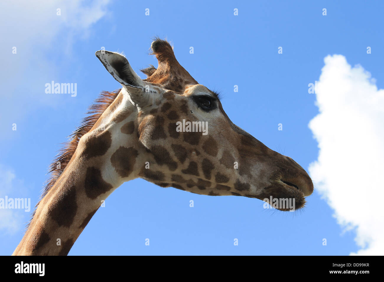 Girafe, close-up de tête et cou contre un brillant ciel bleu Banque D'Images