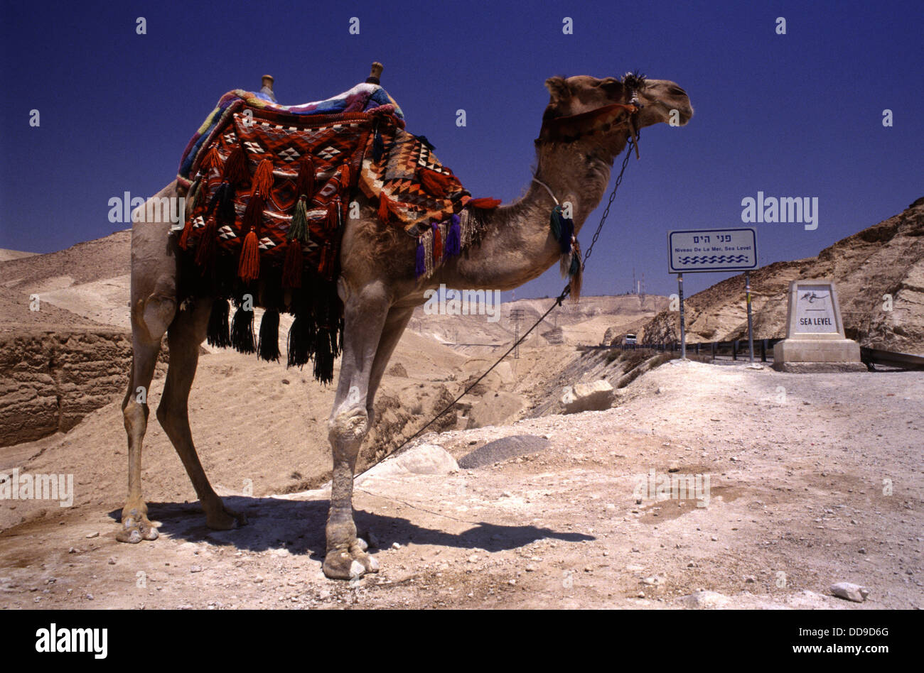 Un chameau d'un Bédouin avec un tissu coloré, selle brodée se dresse sur une route le long de la route de Jérusalem à la Mer Morte dans le désert de Judée ou de Judée Israël Banque D'Images