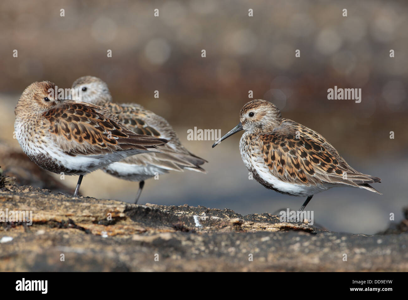 Le bécasseau variable Calidris alpina , à marée haute se percher au printemps Banque D'Images