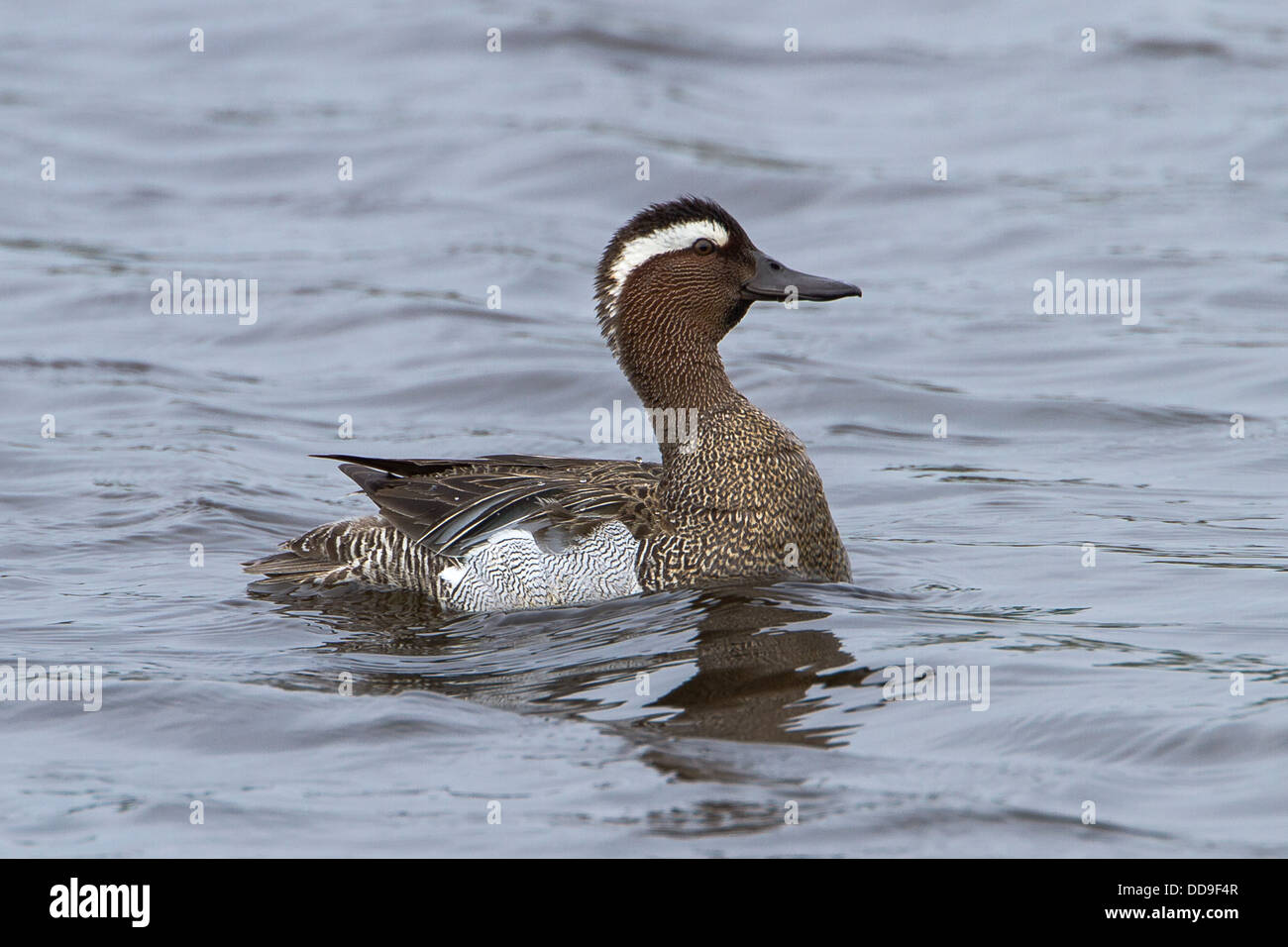 Drake, Sarcelle d'été Anas querquedula Banque D'Images