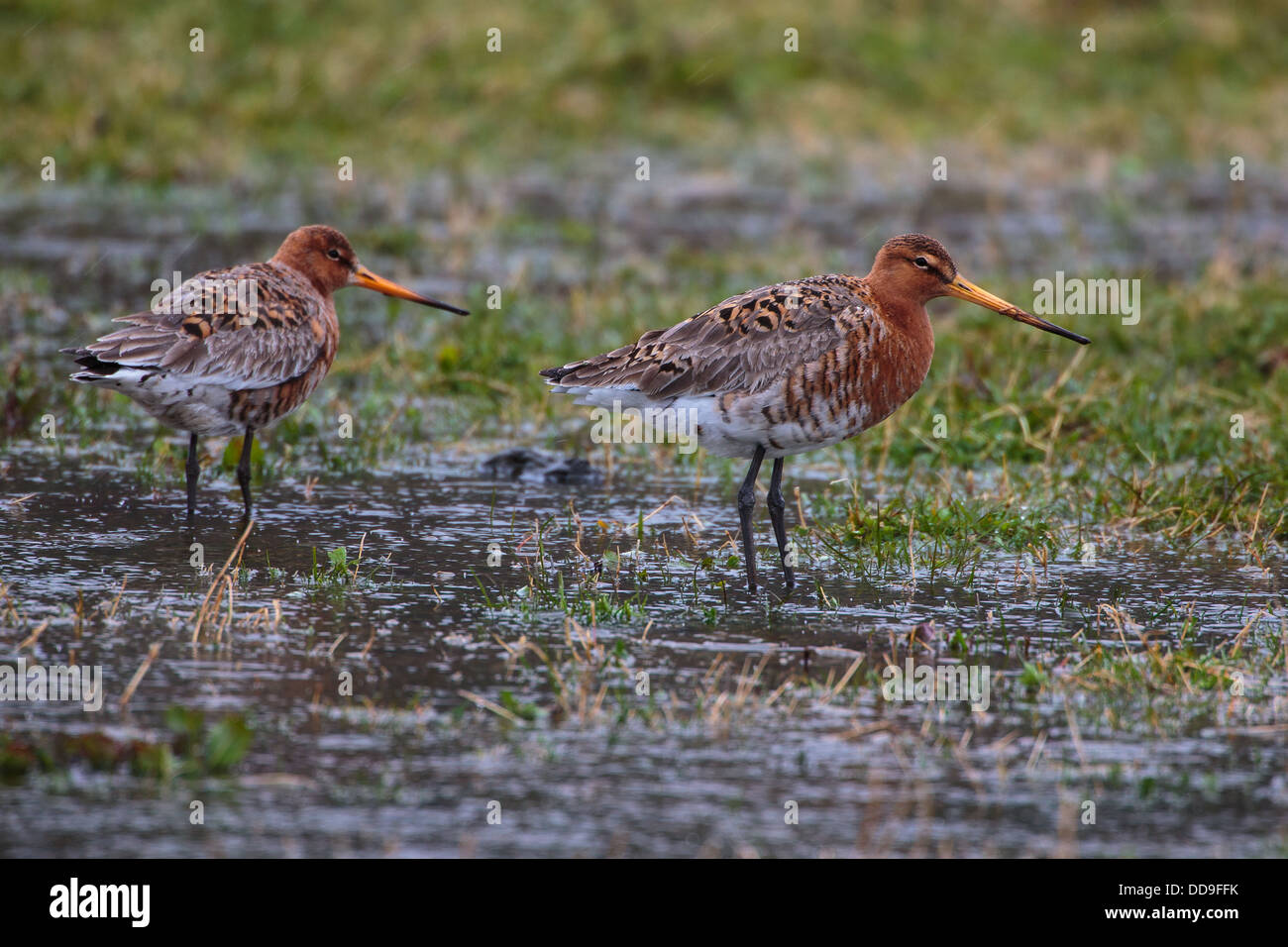 Barge à queue noire, Limosa limosa, Banque D'Images