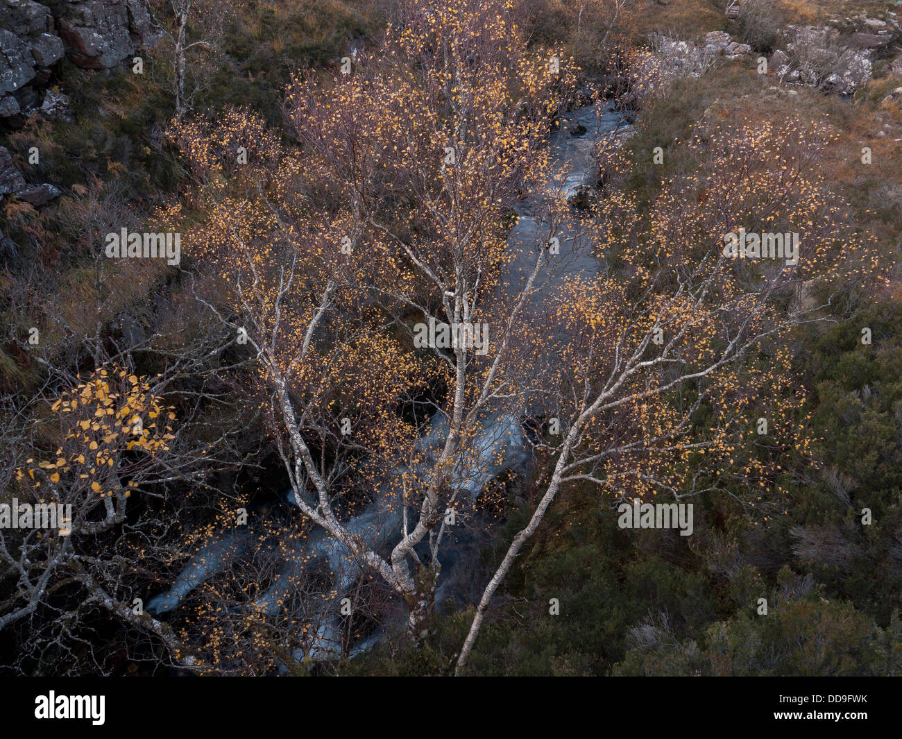 Est de retour le bouleau verruqueux (Betula pendula) avec la rivière qui coule au-dessous, Ardessie Dundonnell, Highlands écossais UK Banque D'Images
