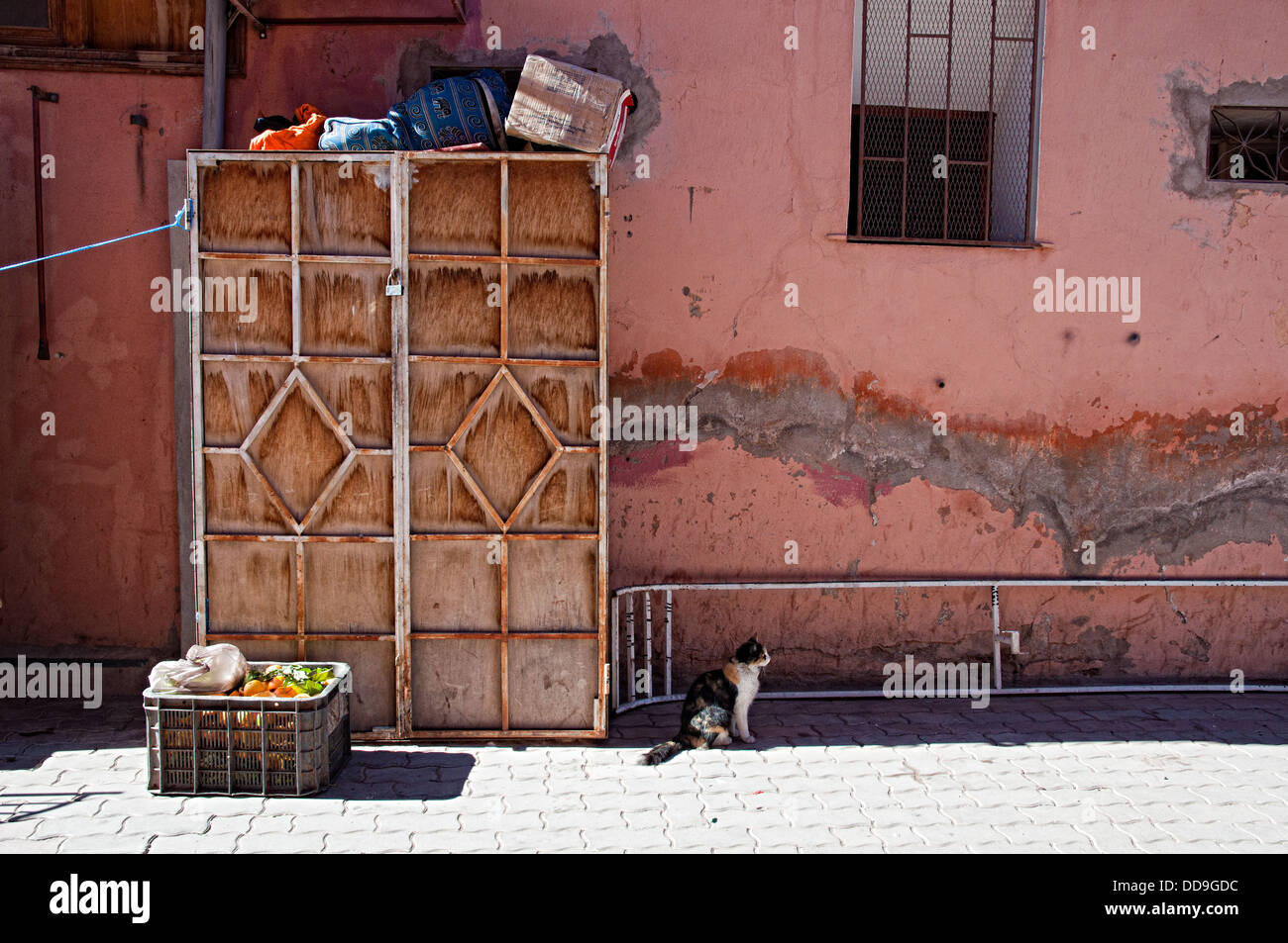 Chat sur les rues de Ouarzazate, Maroc Banque D'Images