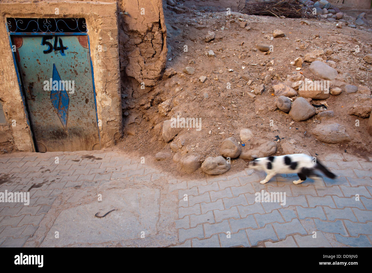 Lonely Cat marche sur les ruelles du mellah, Ouarzazate, Maroc Banque D'Images