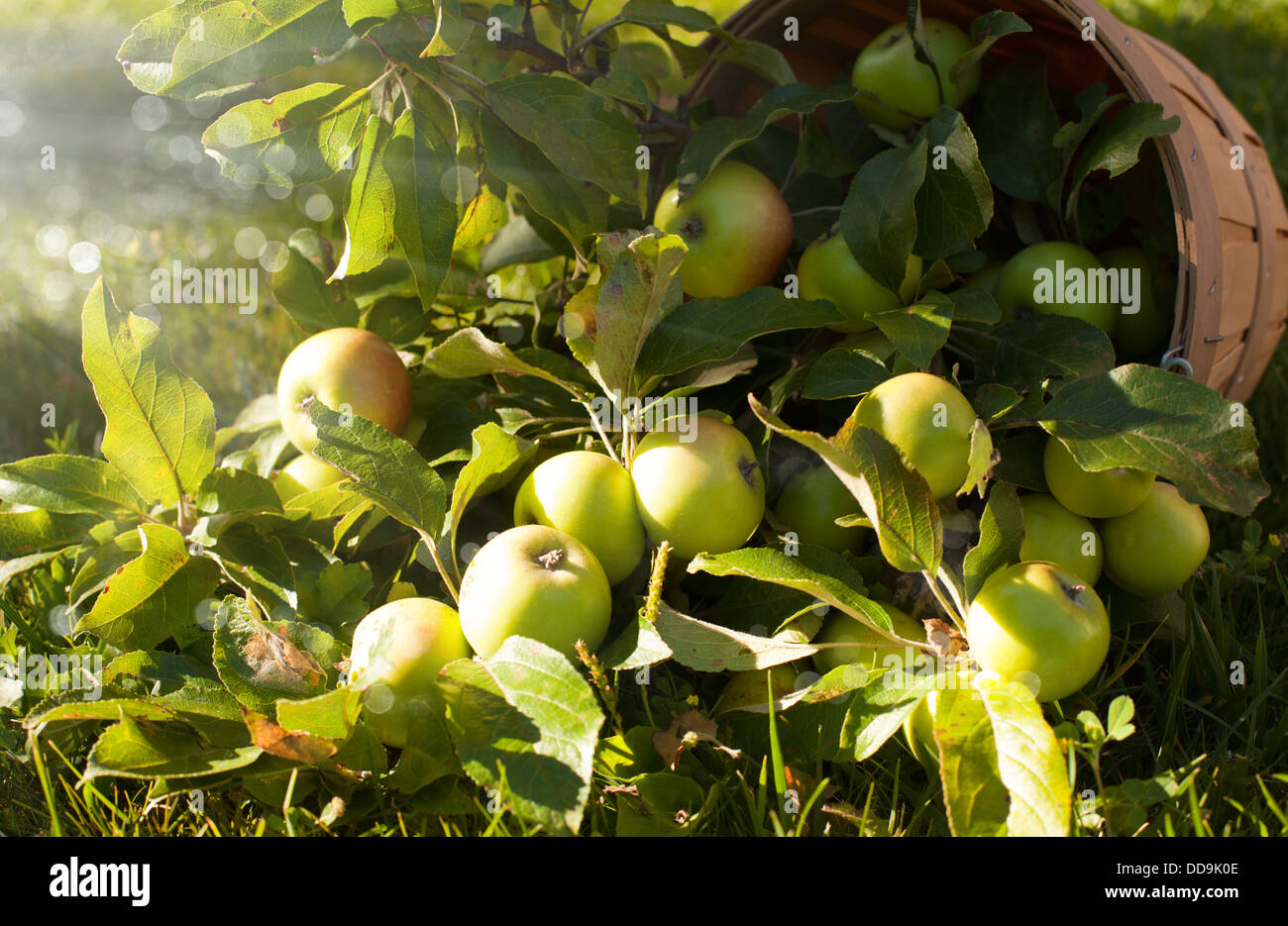 Les pommes biologiques avec des feuilles dans le panier. Banque D'Images