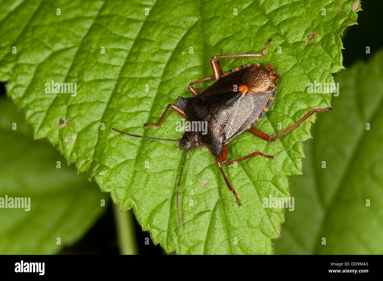 Insecte forestier, Rotbeinige Baumwanze, Pentatoma rufipes Banque D'Images
