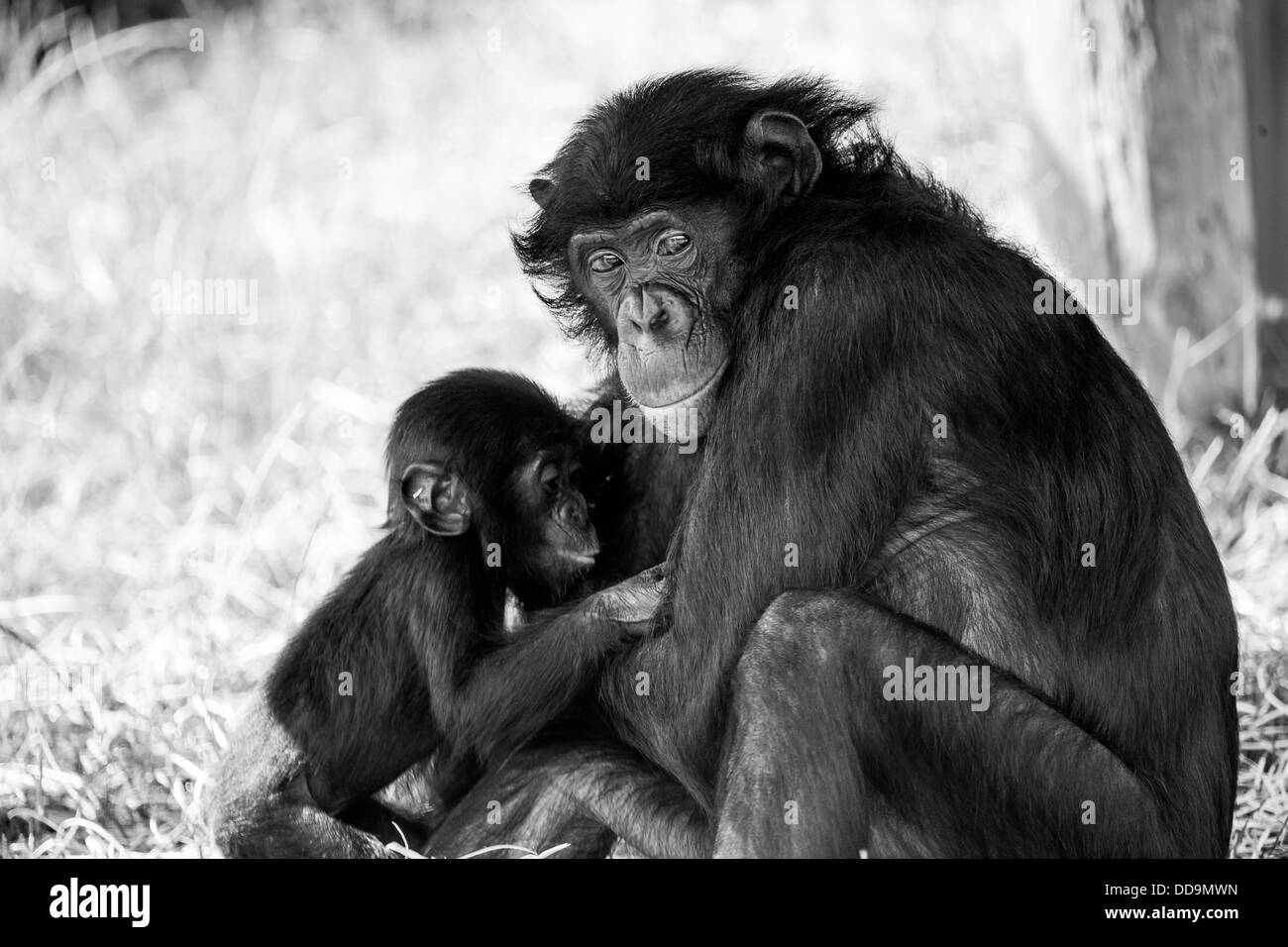 Maman et bébé chimpanzés Banque D'Images