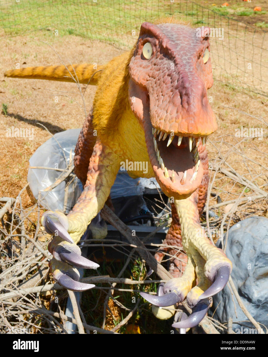 Dinosaure. Ce petit raptor atteint un peu moins de 2 mètres de longueur et se tenait autour d'un mètre de haut. Banque D'Images