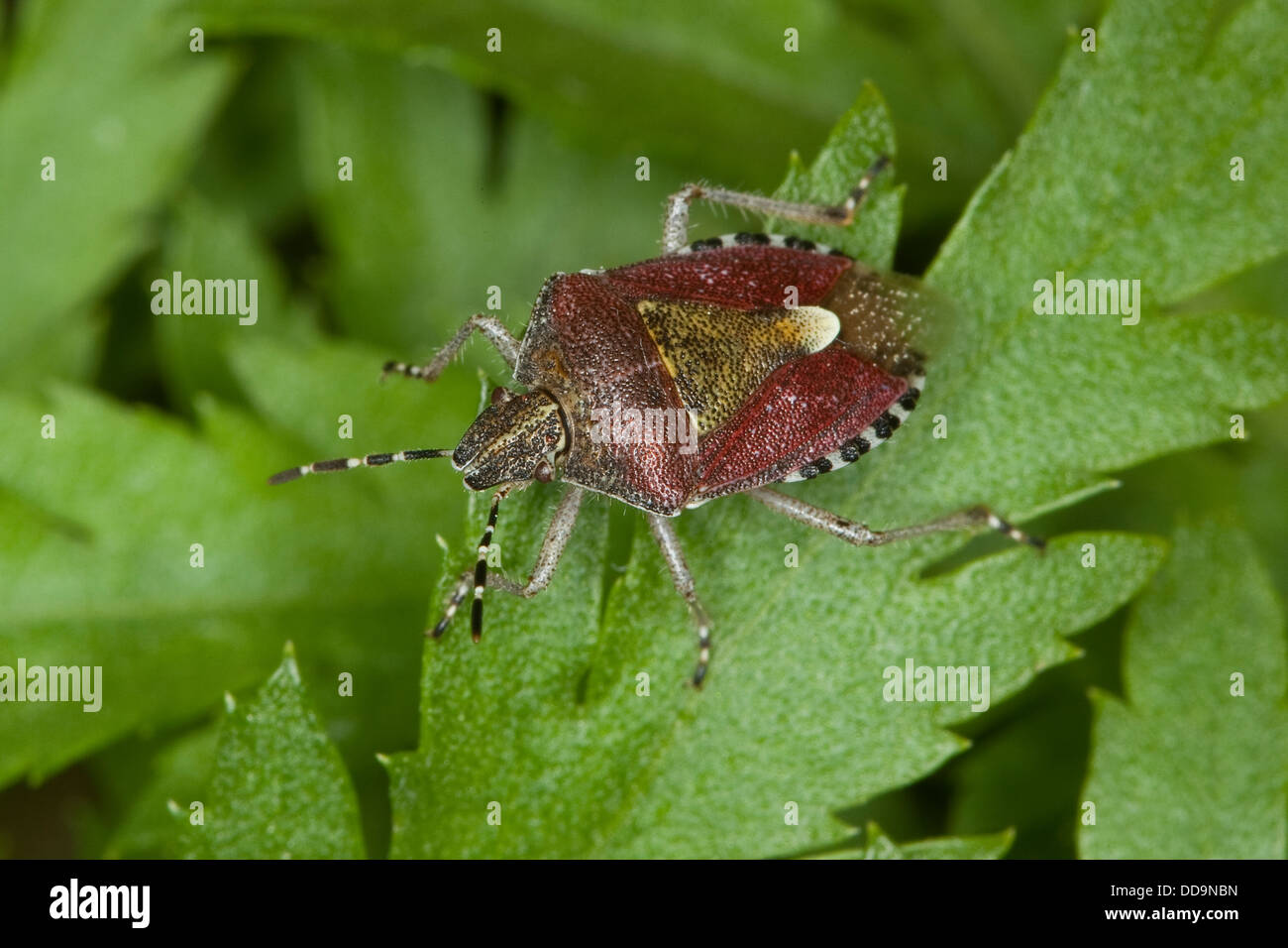 Prunelle, prunelle bug-bug, sloebug, beerenwanze, beeren-wanze, dolycoris baccarum Banque D'Images