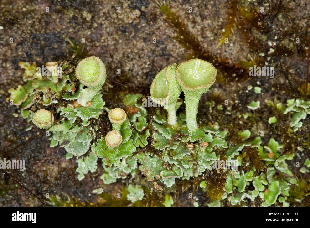 Cup lichen, lichen, coupe-becherflechte trompetenflechte, trompeten,-flechte strauchflechte, Cladonia pyxidata, Banque D'Images