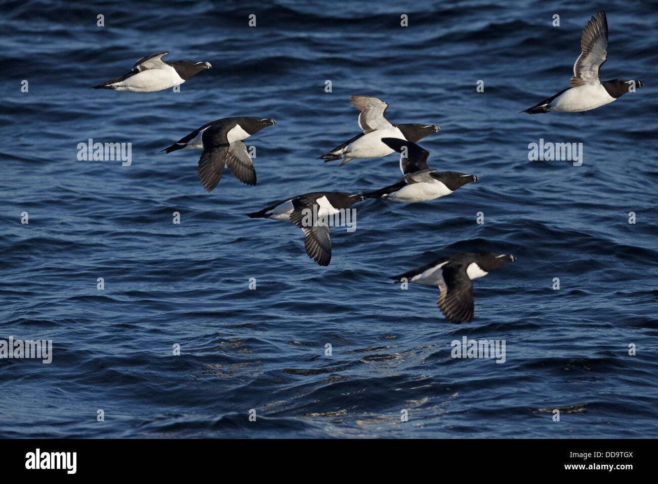 Razerbills (Alca torda) vole au-dessus de la mer Banque D'Images