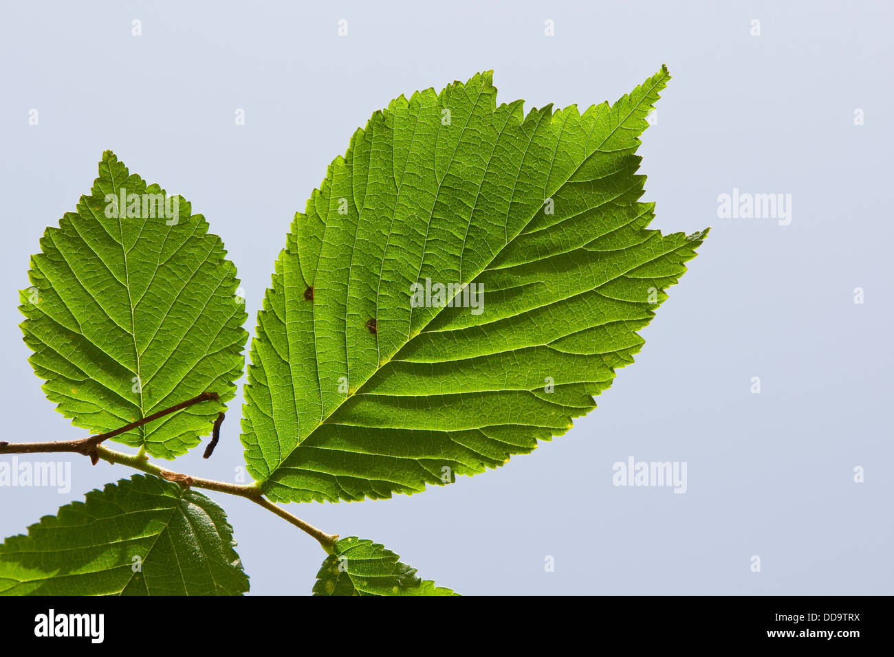 Orme montagnard, l'écossais de l'Orme, feuille, feuilles, Berg-Ulme, Bergulme, Blatt, Blätter, Ulme, Ulmus glabra, Ulmus scabra, Ulmus montana Banque D'Images