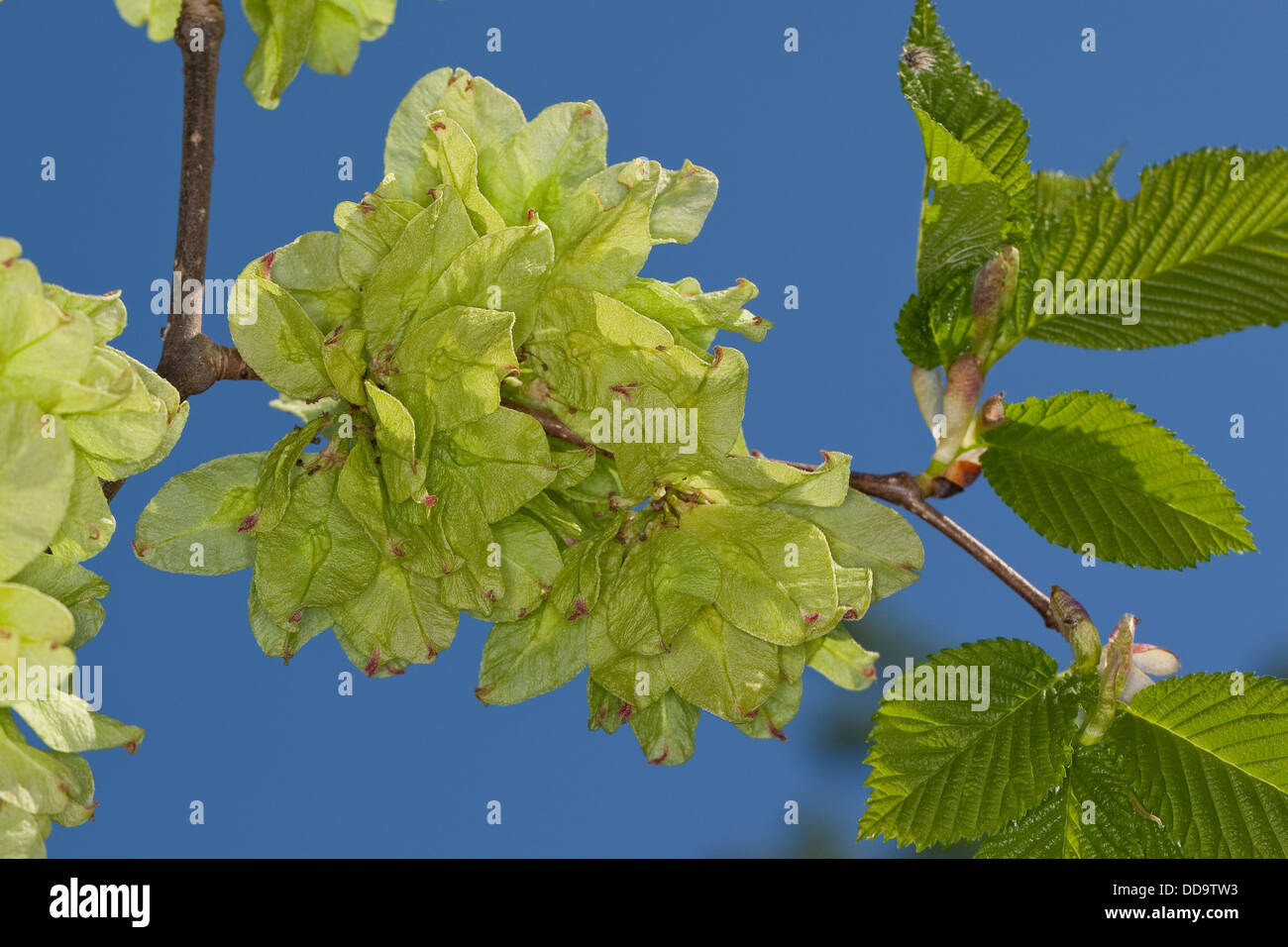 Orme montagnard, des Écossais, des fruits, de l'Orme, Berg-Ulme Bergulme, Frucht, Früchte, Ulme, Ulmus glabra, Ulmus scabra, Ulmus montana Banque D'Images